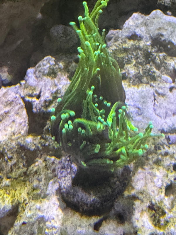 Indo Neon Green Torch