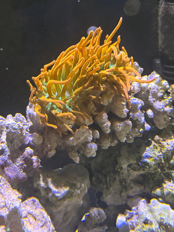 Rainbow speckeled Anemone